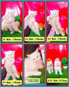 Persian Cute Kittens - Trained And Long Coated