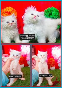 Persian Kittens - White Punch Face - Fawn Triple Coated