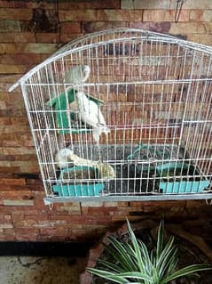 Red eye budgie with cage