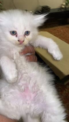 Persian triple coat kittens for sale