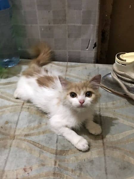 baby kitten for sale 3 months old 3