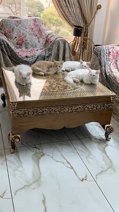 beautiful 4 Persian Kitten