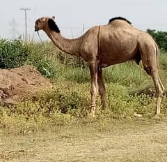 Camel for qurbani Contact 0312-5173572