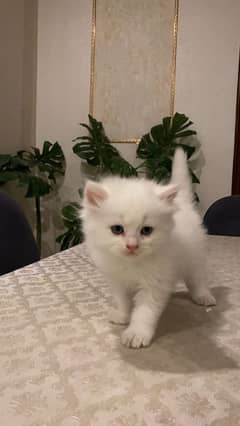 Persian triple coat kitten for sale