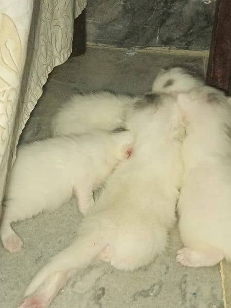 TURkISH ANGORA PERSIAN BREEDp 1