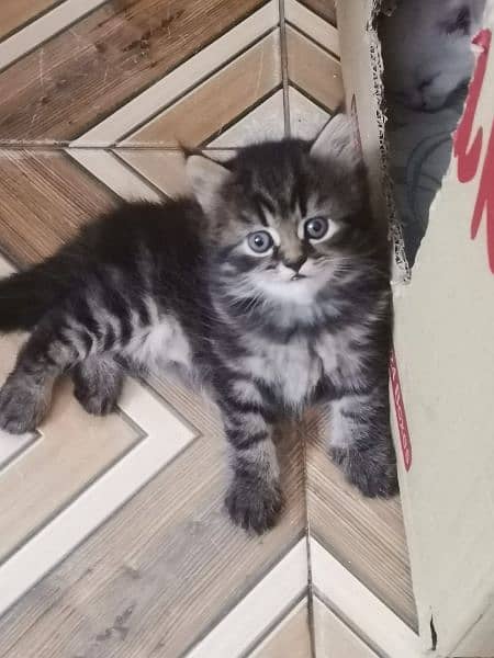 Persian Kitten 3