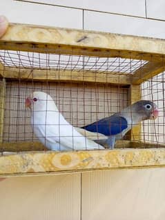 Love birds breedr full setup. Lotinu cage matkian boxes