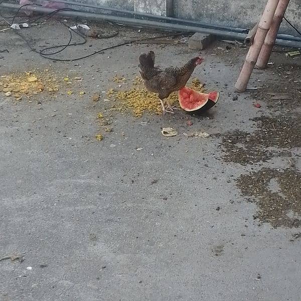 hen for sale 1