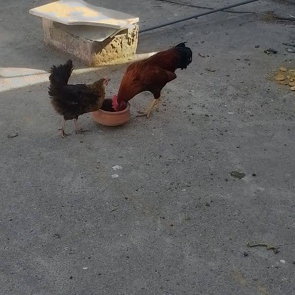 hen for sale 2