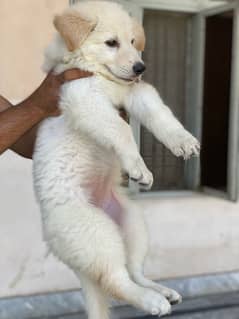 white shepherd female puppy available (03231411768)