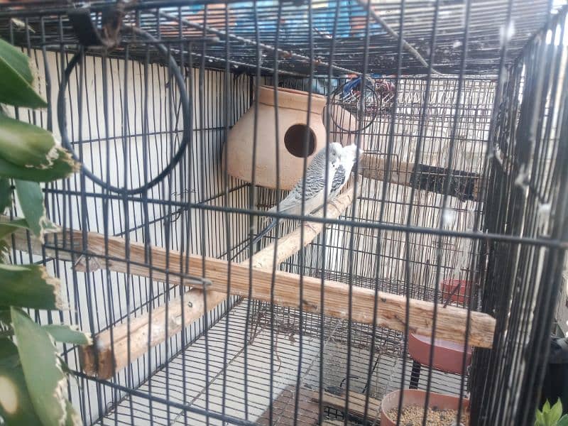 Green ring Nek pair 1 king size pair with cage one female with cage 2
