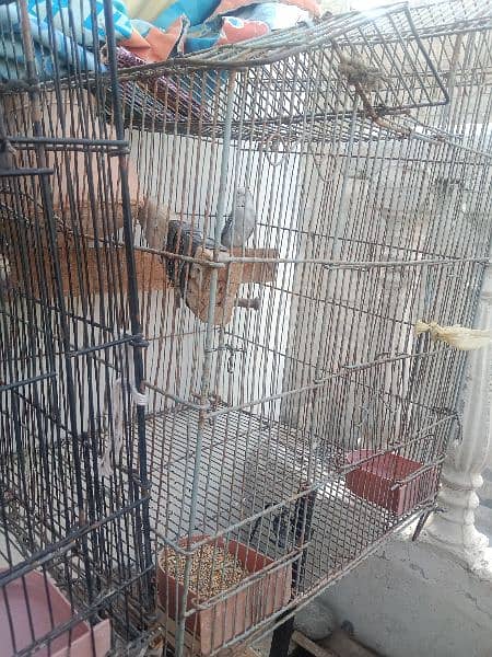 Green ring Nek pair 1 king size pair with cage one female with cage 4
