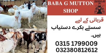 Qurbani / Goats / do dant / bakra / Lahore / janwar / Eid