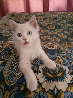 persian cat triple coat double color eyes 0