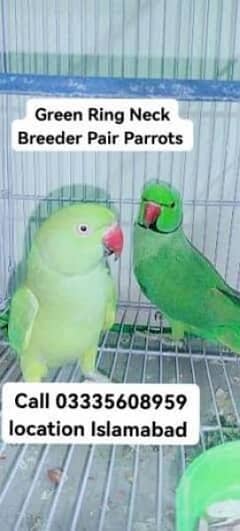 Green Ring Neck Breeder Pair Parrot's Jumbo Size With 1 Egg