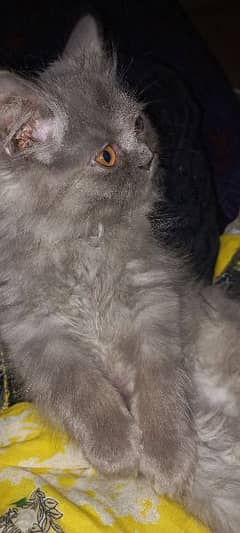 persion gret tripl coated femal cat