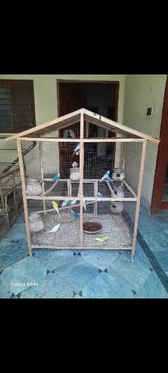 aus parrots with cage high quality