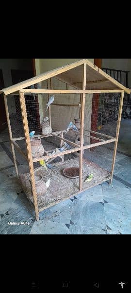 aus parrots with cage high quality 1