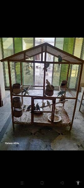 aus parrots with cage high quality 2