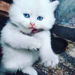 Persian Kittens are available for the new home in reasonable price