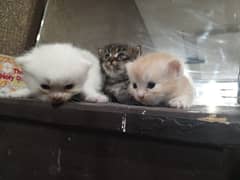 kittens for sale 3 persian kitty