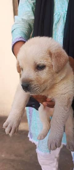 Labrador puppy for sale WhatsApp no 03150511210