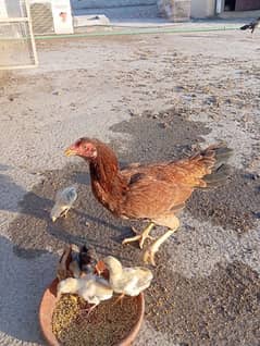 Aseel chicks for sale