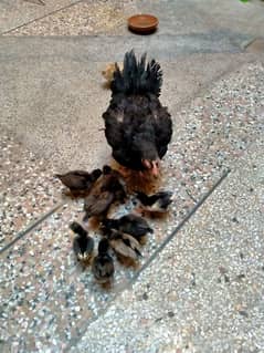 Aseel hen with 9 chicks