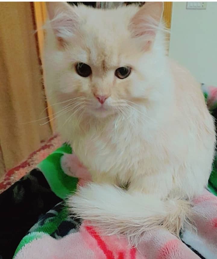 Persian Male Cat 1