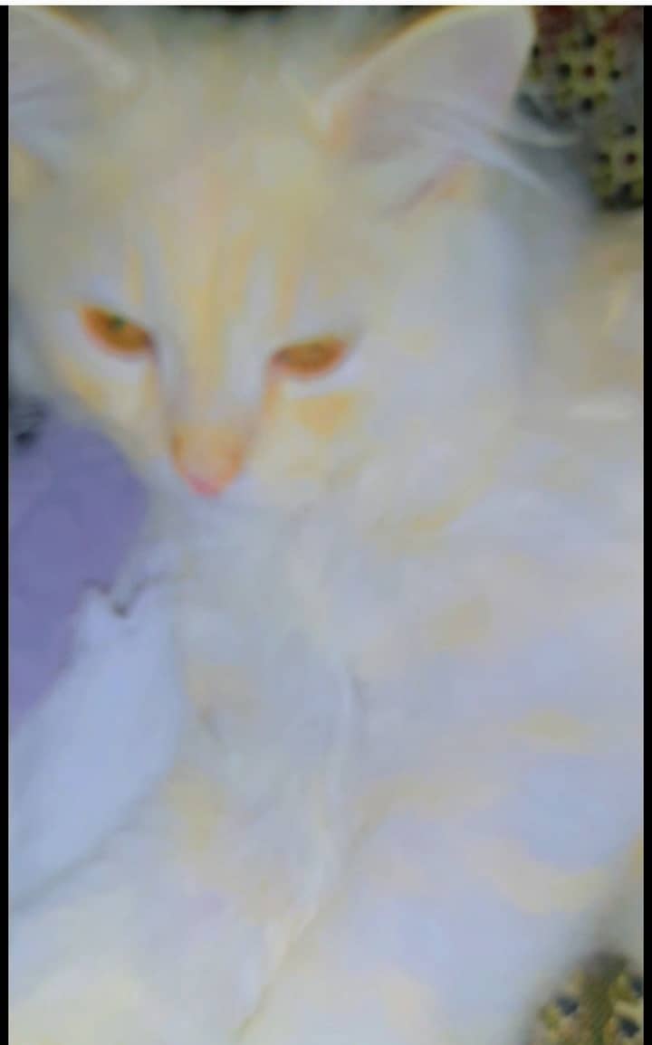 Persian Male Cat 2