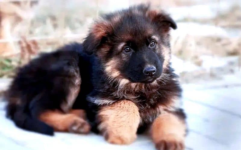 GERMAN SHEPHERD PUPPIES 0