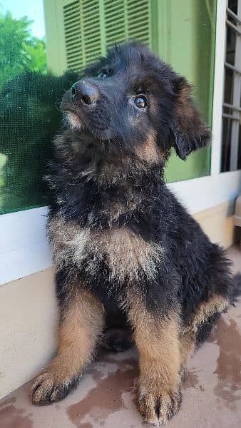 GERMAN SHEPHERD PUPPIES 2