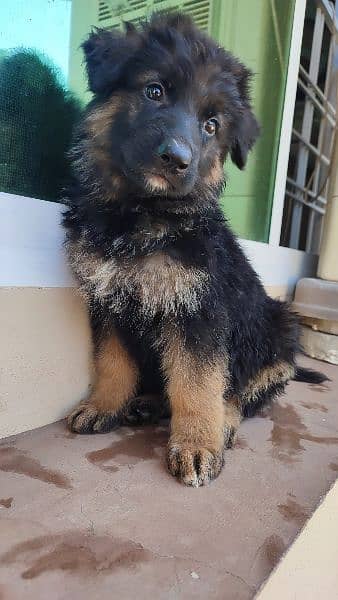 GERMAN SHEPHERD PUPPIES 3