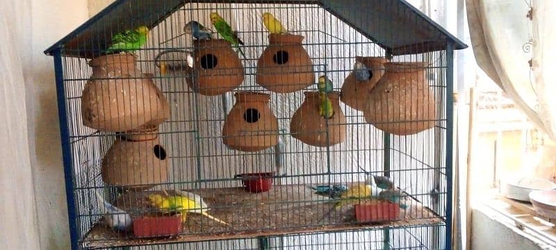 cage for sale with parrot 3