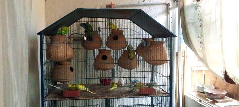 cage for sale with parrot 5