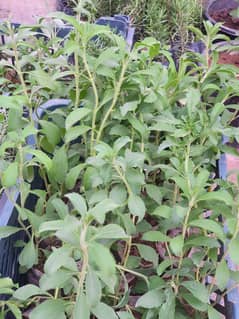 Stevia Plants