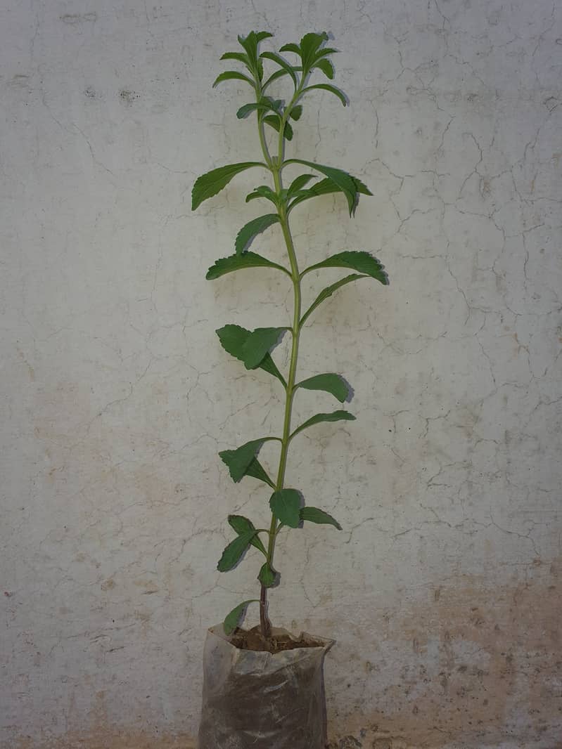 Stevia Plants 2