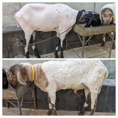 Sheep For Sell | 2 Dant Dumba | Qurbani 2024