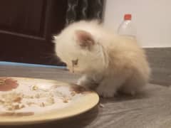 Persian Kitten healthy 2 months trained 0