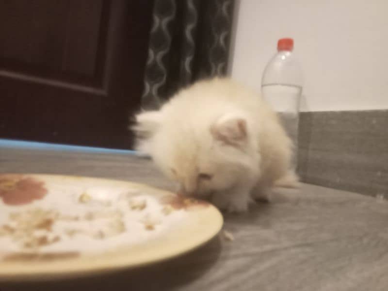 Persian Kitten healthy 2 months trained 1