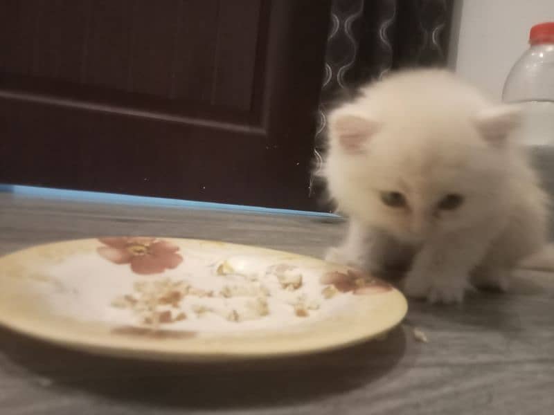 Persian Kitten healthy 2 months trained 2