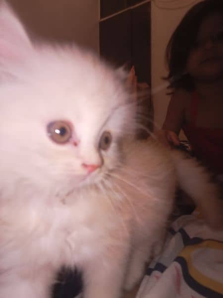 Persian Kitten healthy 2 months trained 4