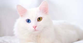 pair hai American cat blue and yellow Eyes