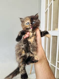 persian cat kittens tripel coat