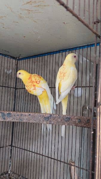 breeder pair 4