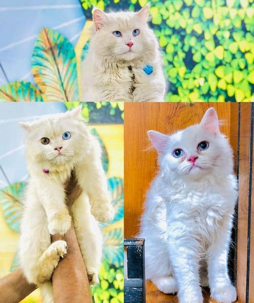 Persian Punch face triple coat cat Kitten 2