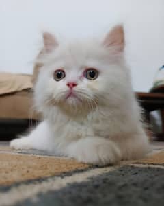 White Persian Kitten Triple Coated
