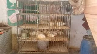Chicken Cage For sale Pinjra for sale