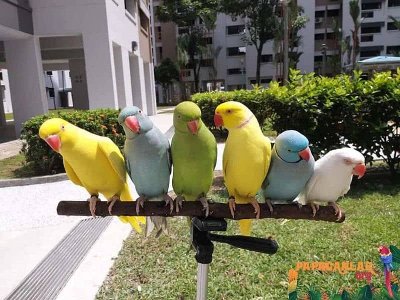 yellow ringneck tame talking confirm pair 0