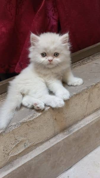 2 persian white and 1 brown kitten 3